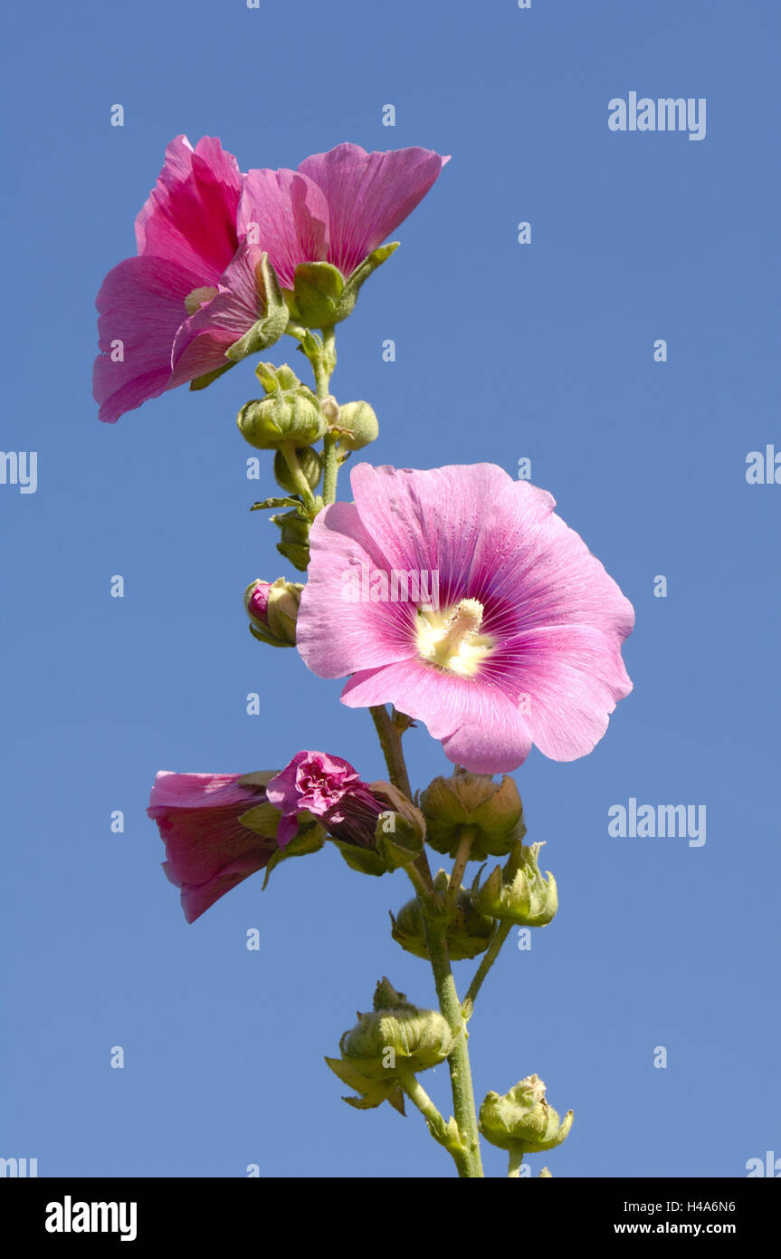 Marbre mallow, Alcea rosea, fleurs, Banque D'Images