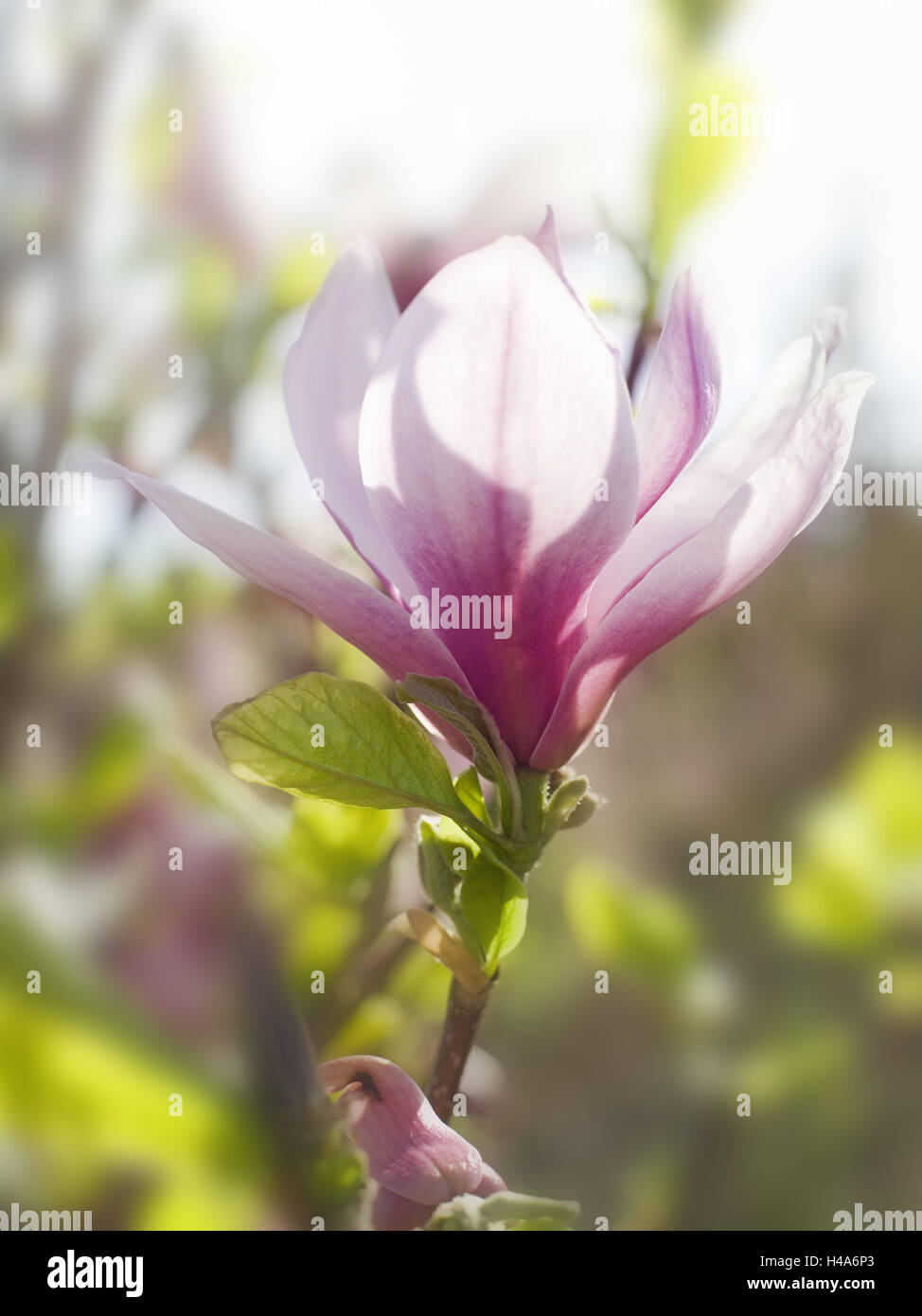Tulip magnolia, Magnolia soulangeana, blossom, medium close-up, Banque D'Images