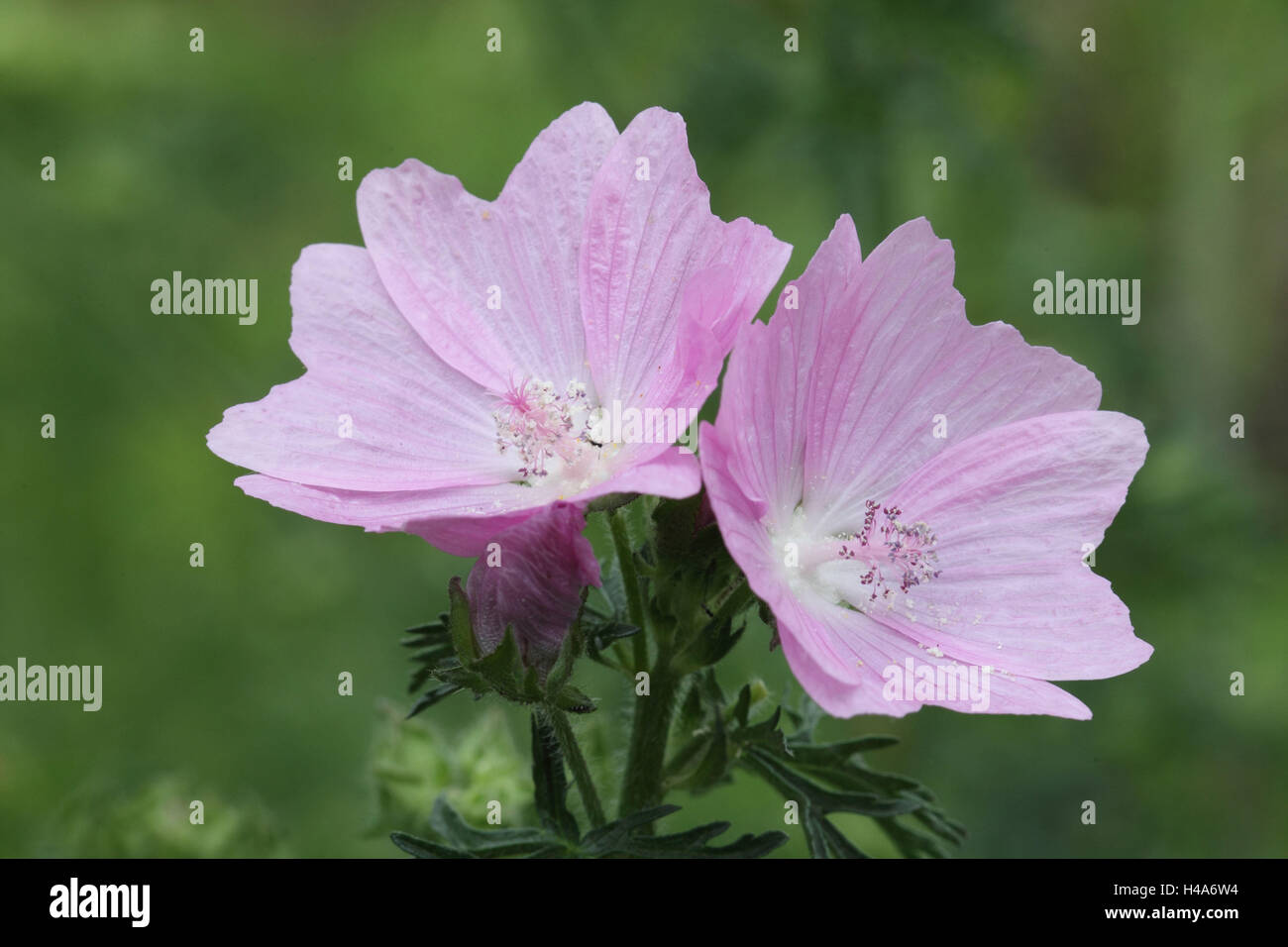 Musk mallow, fleurs, Banque D'Images
