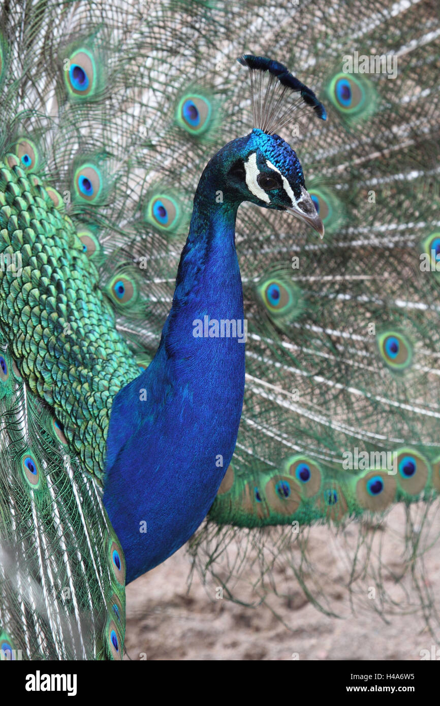 Peacock, homme, close-up, Banque D'Images