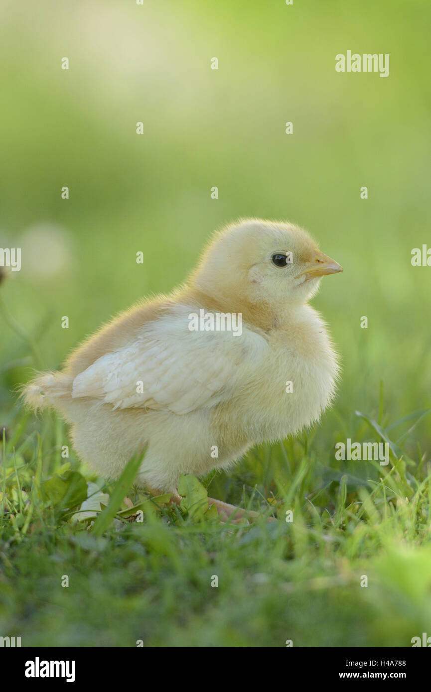 Poulet, Gallus gallus domesticus, chick, jaune, prairie, vue de côté, debout, Banque D'Images