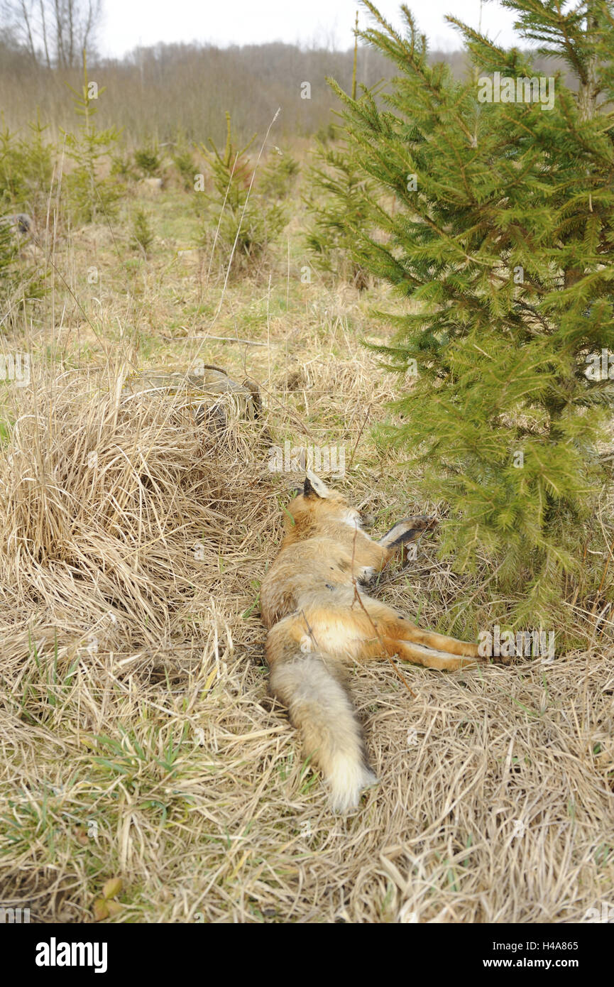 Red Fox, mensonge mortel, sol forestier, est mort, sans vie, Hunt, renard, chien sauvage, doggy, predator, predator, d'un mammifère terrestre, animal sauvage, nature, animal, animaux, paysages, tout le corps, l'espace de copie, les vertébrés, herbe, bois, mourir, la mort, perdu, Banque D'Images
