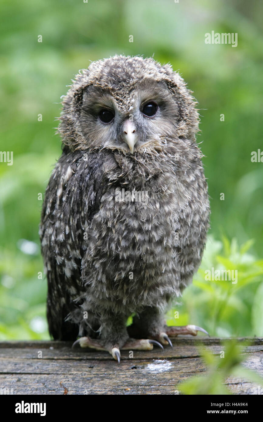 Hawk's Owl Strix uralensis, jeunes, animal, changement de plumage, animal sauvage, animal, oiseau, chouette, hibou, la mue, les plumes, plumage, bois, tronc, boîtier, habitat, captivité, animal de foire, tout le corps, Banque D'Images