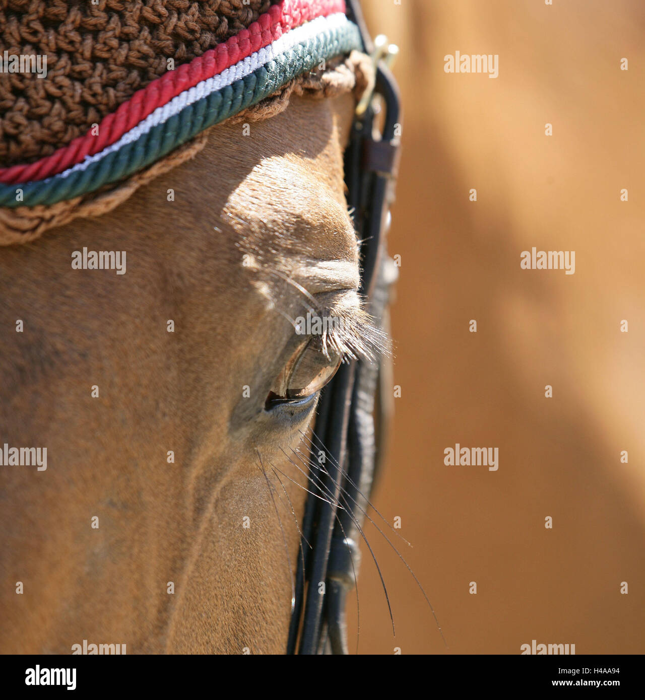 Cheval, oeil, détail, Banque D'Images