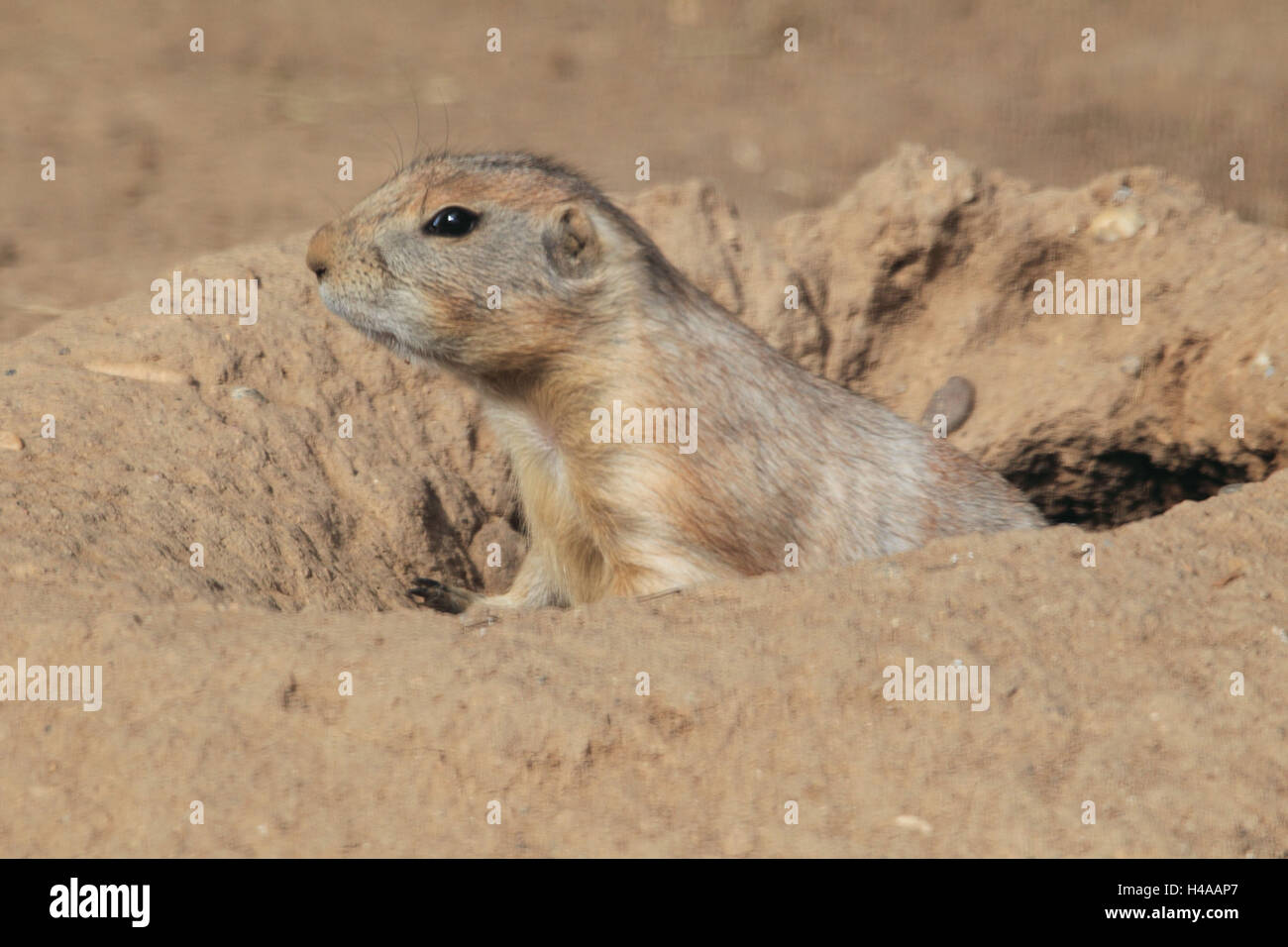 Chien de prairie à queue noire, Banque D'Images