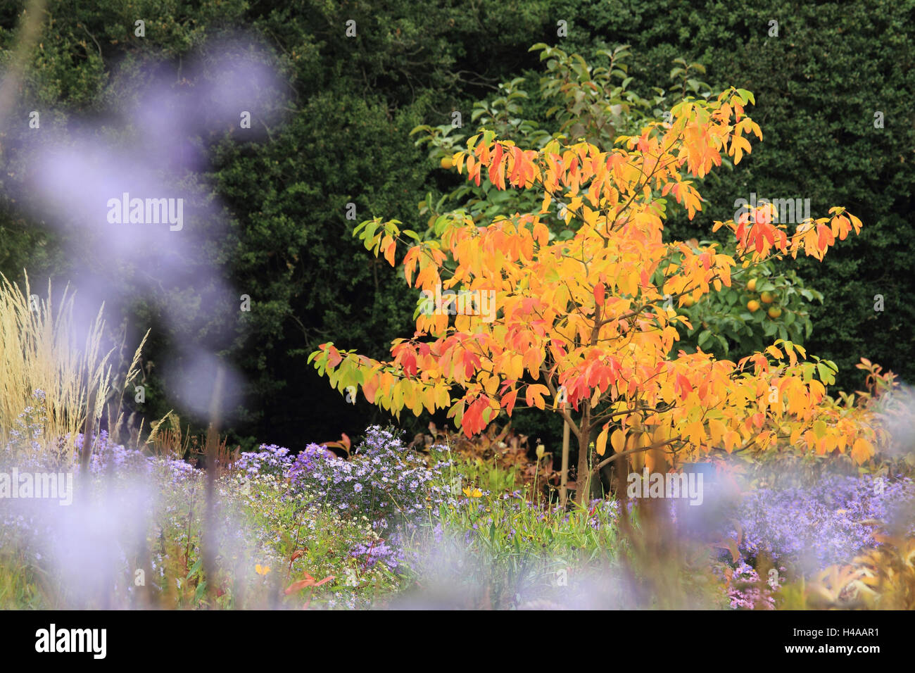 American fever tree à l'automne, Banque D'Images