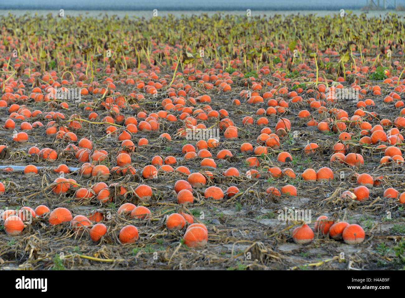 Champ de citrouilles, courges d'Hokkaido, Rhénanie-Palatinat, Allemagne, Banque D'Images