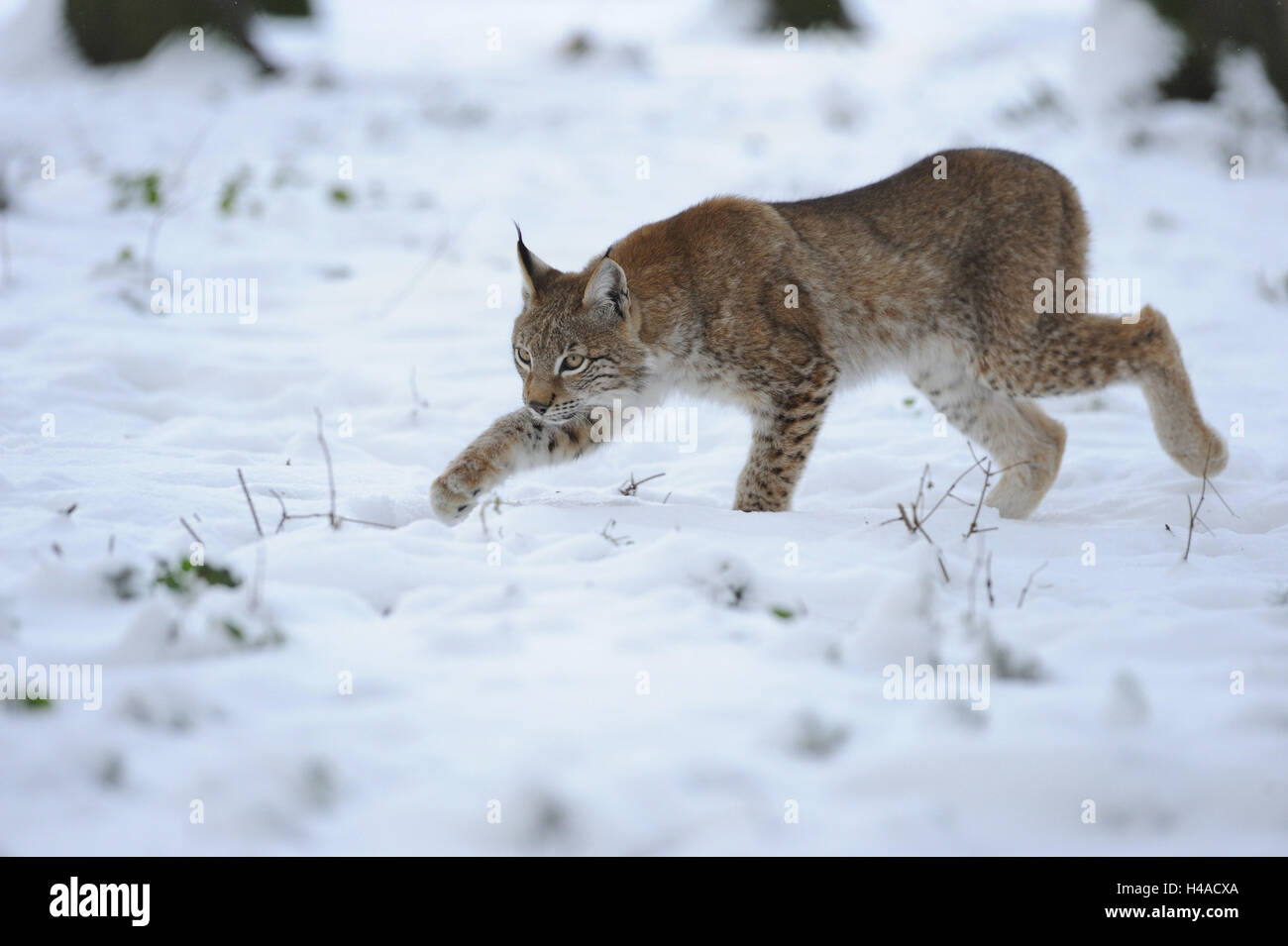 Le lynx d'Eurasie, Lynx lynx, jeune animal, hiver, neige, rendez-vous, Anguidae, sur le côté, Banque D'Images