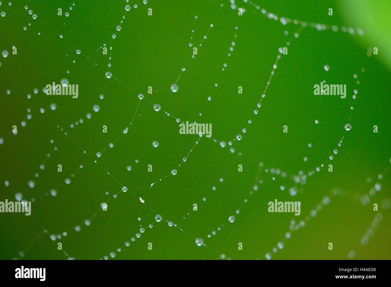 Spider web, humide, détail, Banque D'Images