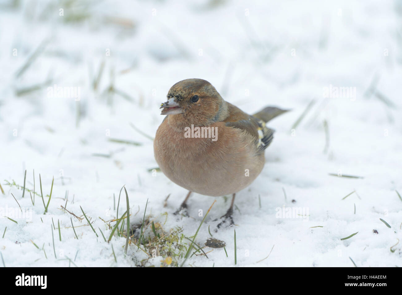 Chaffinch, Fringilla coelebs, femme, meadow, assis, Banque D'Images
