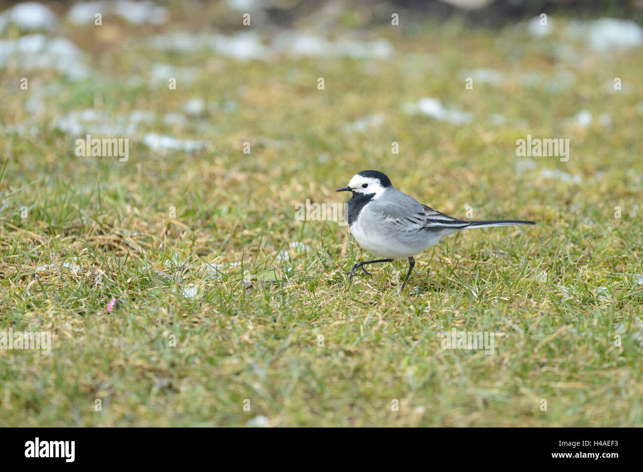 Bergeronnette printanière, Motacilla alba, prairie, vue de côté, la course, Banque D'Images
