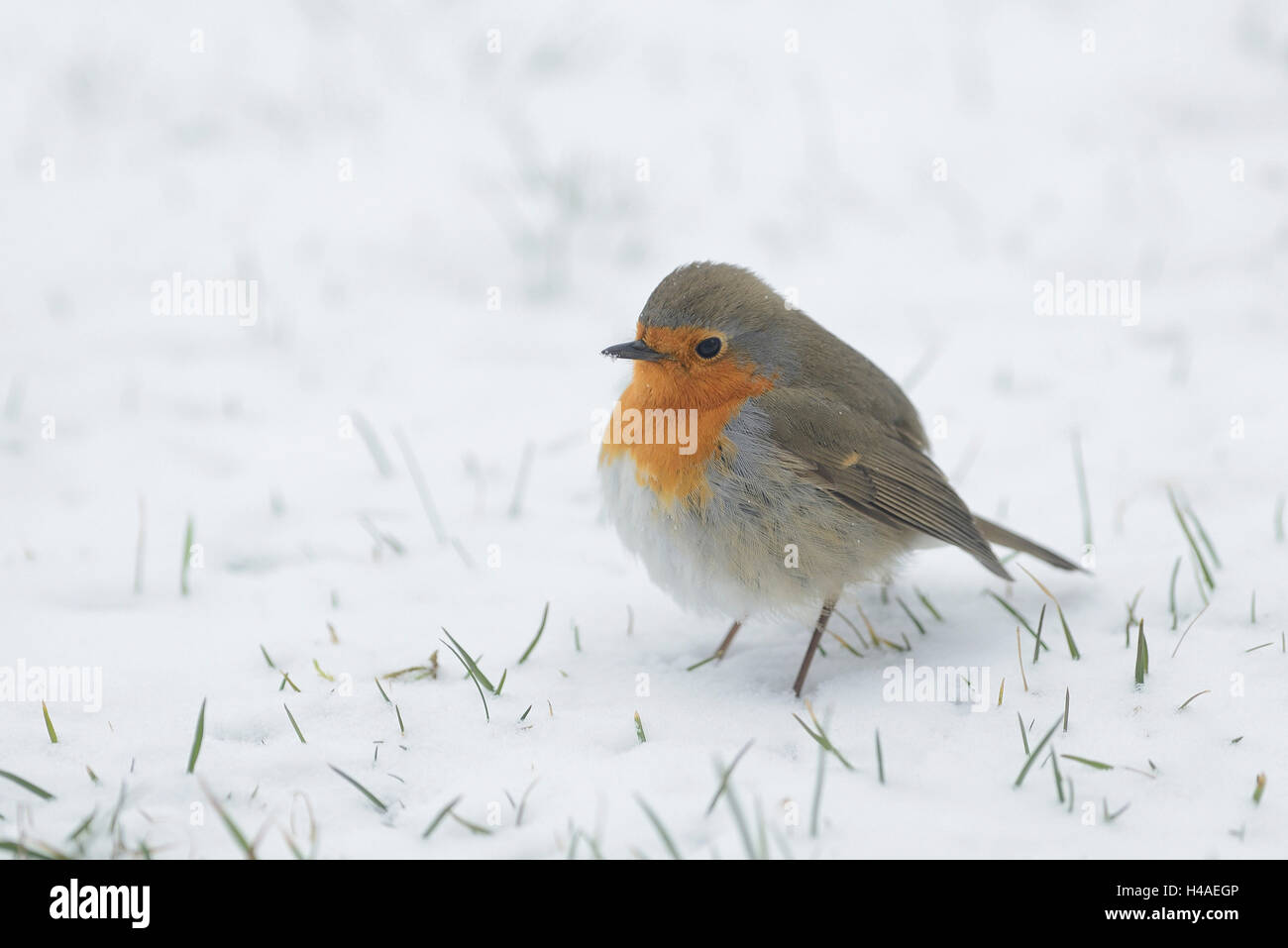 Robin européen, Erithacus rubecula aux abords, meadow, neige, vue de côté, assis, Banque D'Images