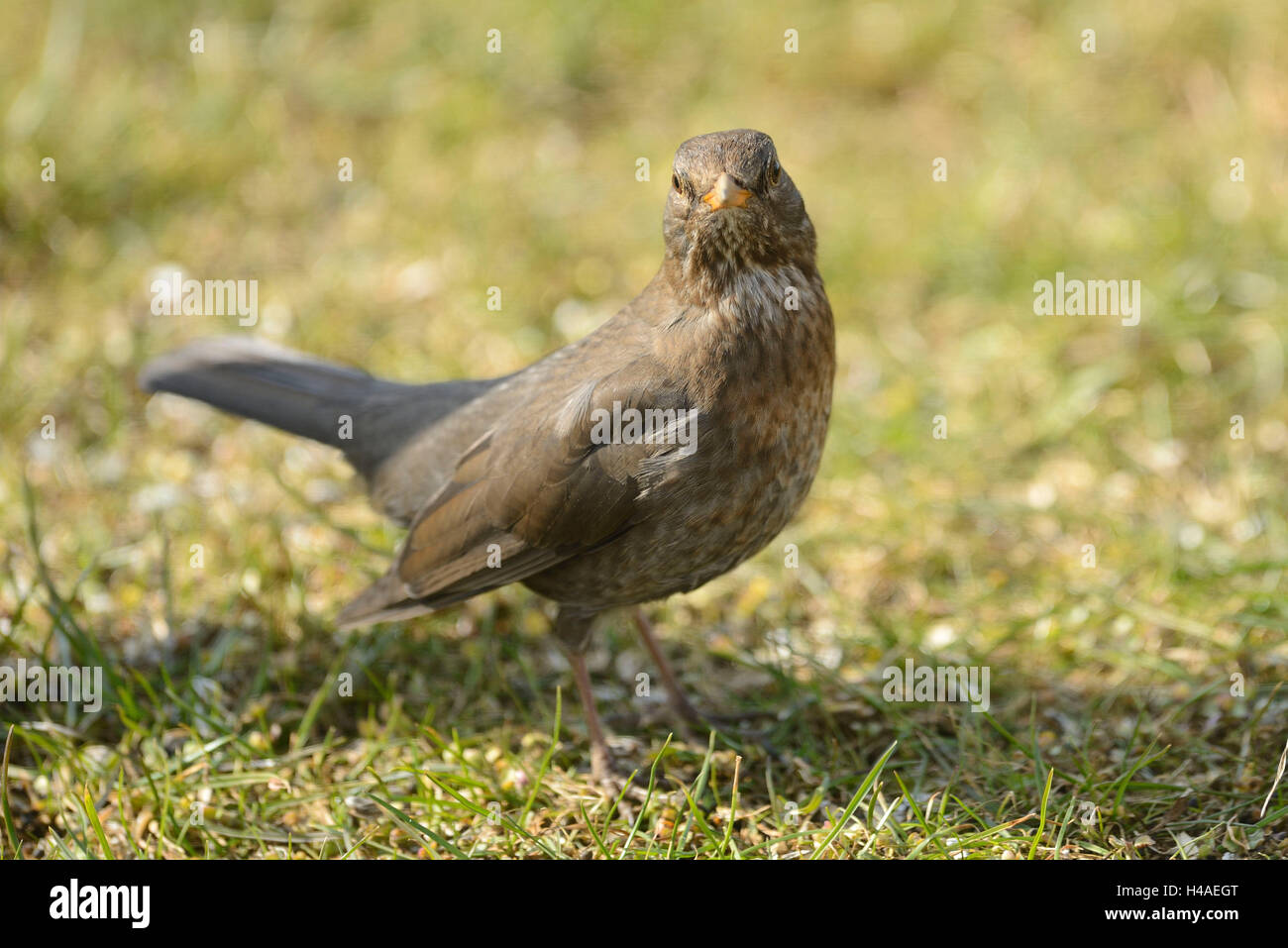 Blackbird, Turdus merula, femme, meadow, debout, looking at camera, Banque D'Images
