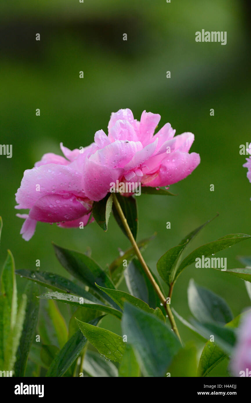 La pivoine arbustive Paeonia suffruticosa, blossom, Côté, vue, Banque D'Images