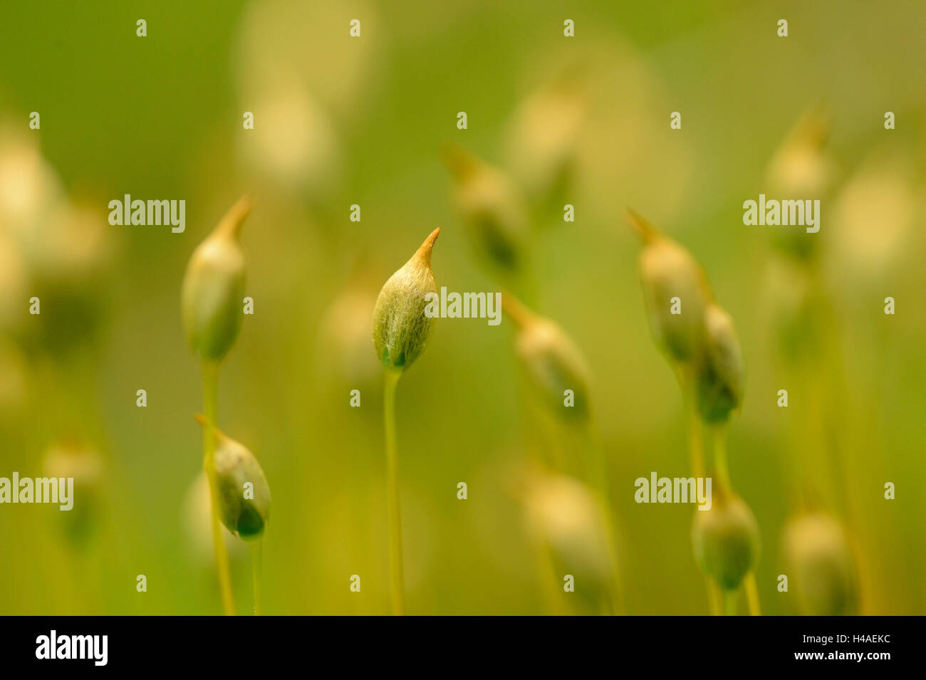 Moss, Polytrichum formosum,, Polytrichastrum Banque D'Images