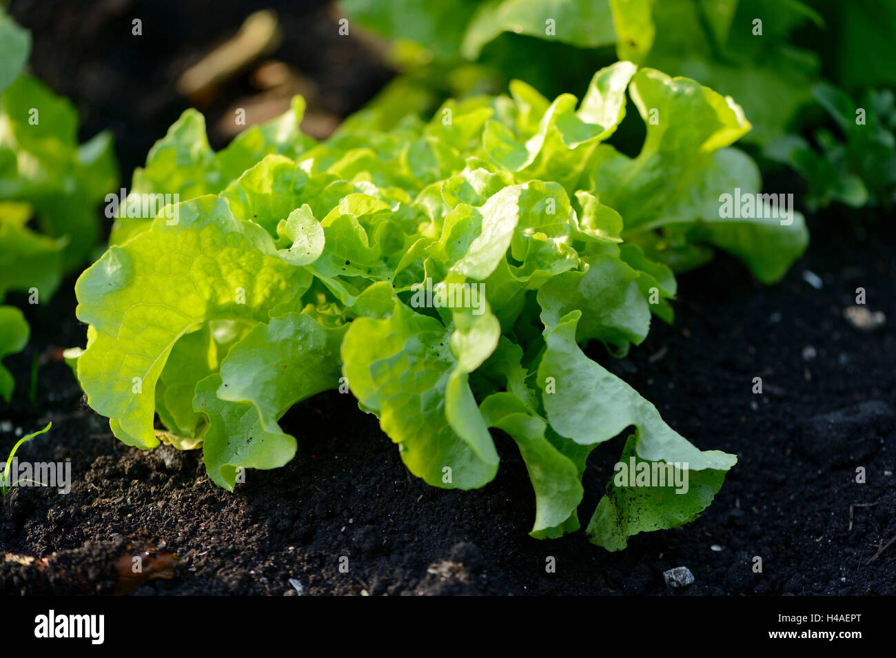 Couper la salade, Lactuca sativa var. Crispa, standard feuilles vert, plante, Banque D'Images