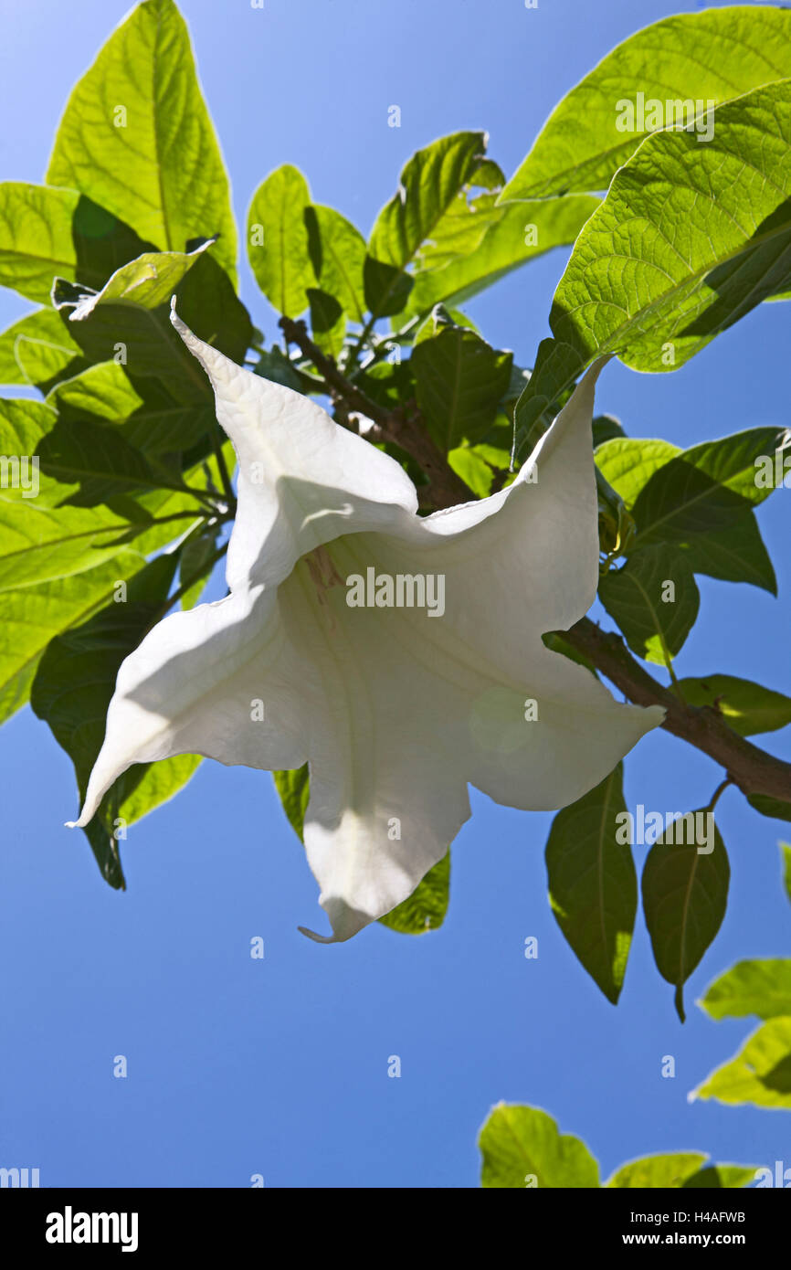 La botanique, Datura arborea, Angel's trompettes, des plantes cultivées, Tenerife, Canaries, Espagne, Europe, Banque D'Images