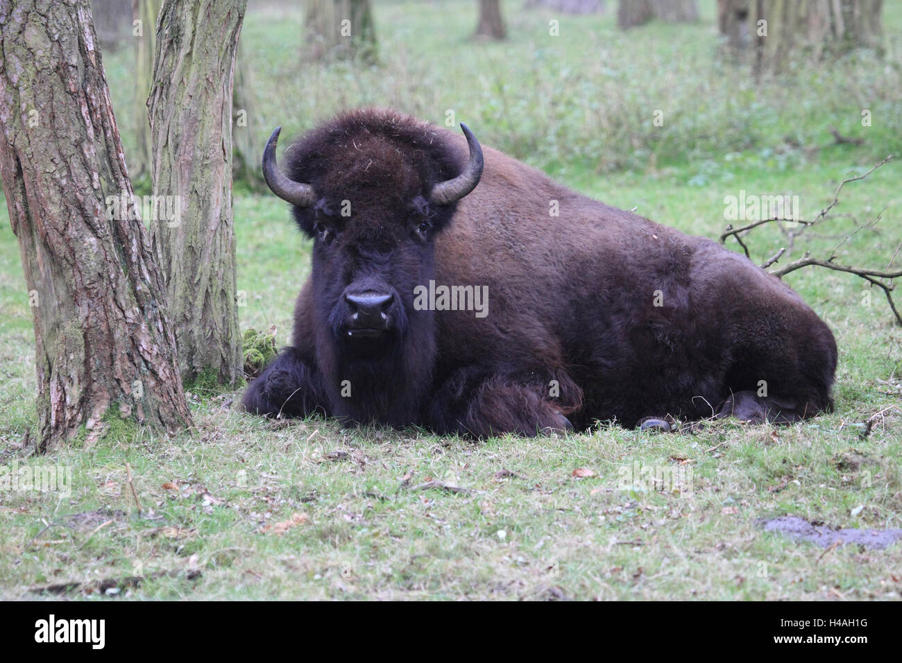 American bison, Bison bison, Banque D'Images