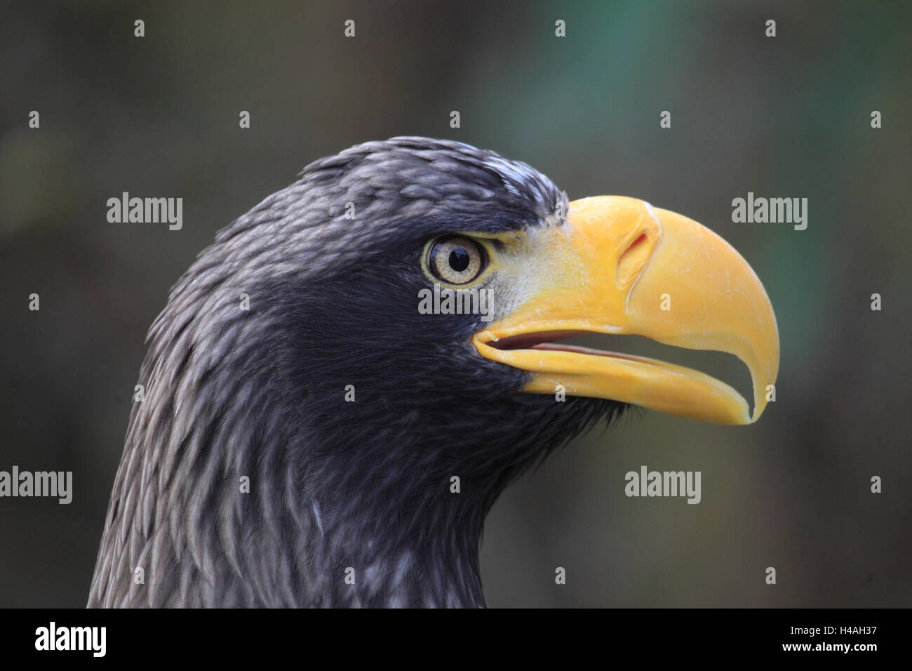L'aigle de mer de Steller, Haliaeetus pelagicus Banque D'Images
