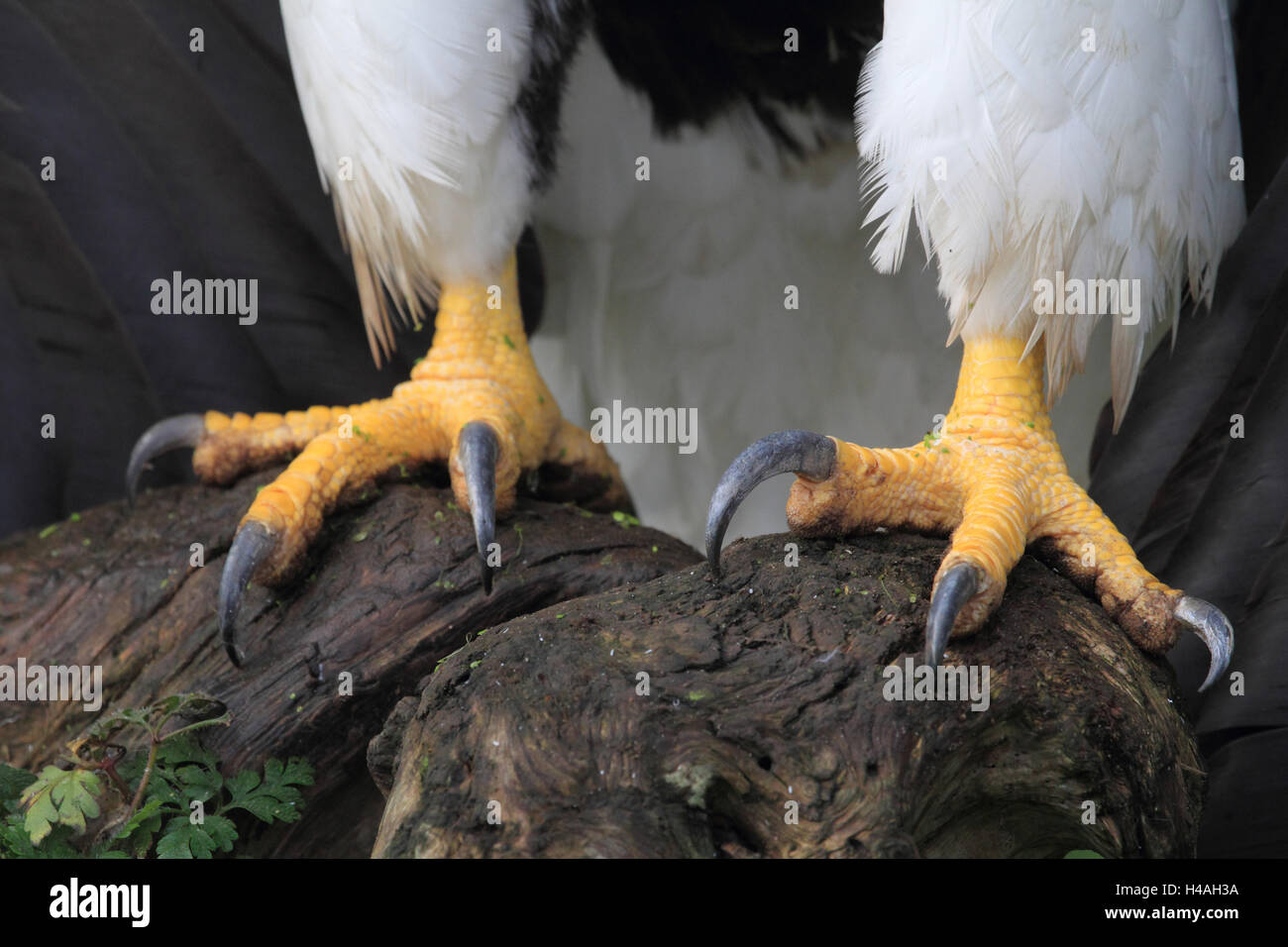 L'aigle de mer de Steller, Haliaeetus pelagicus Banque D'Images