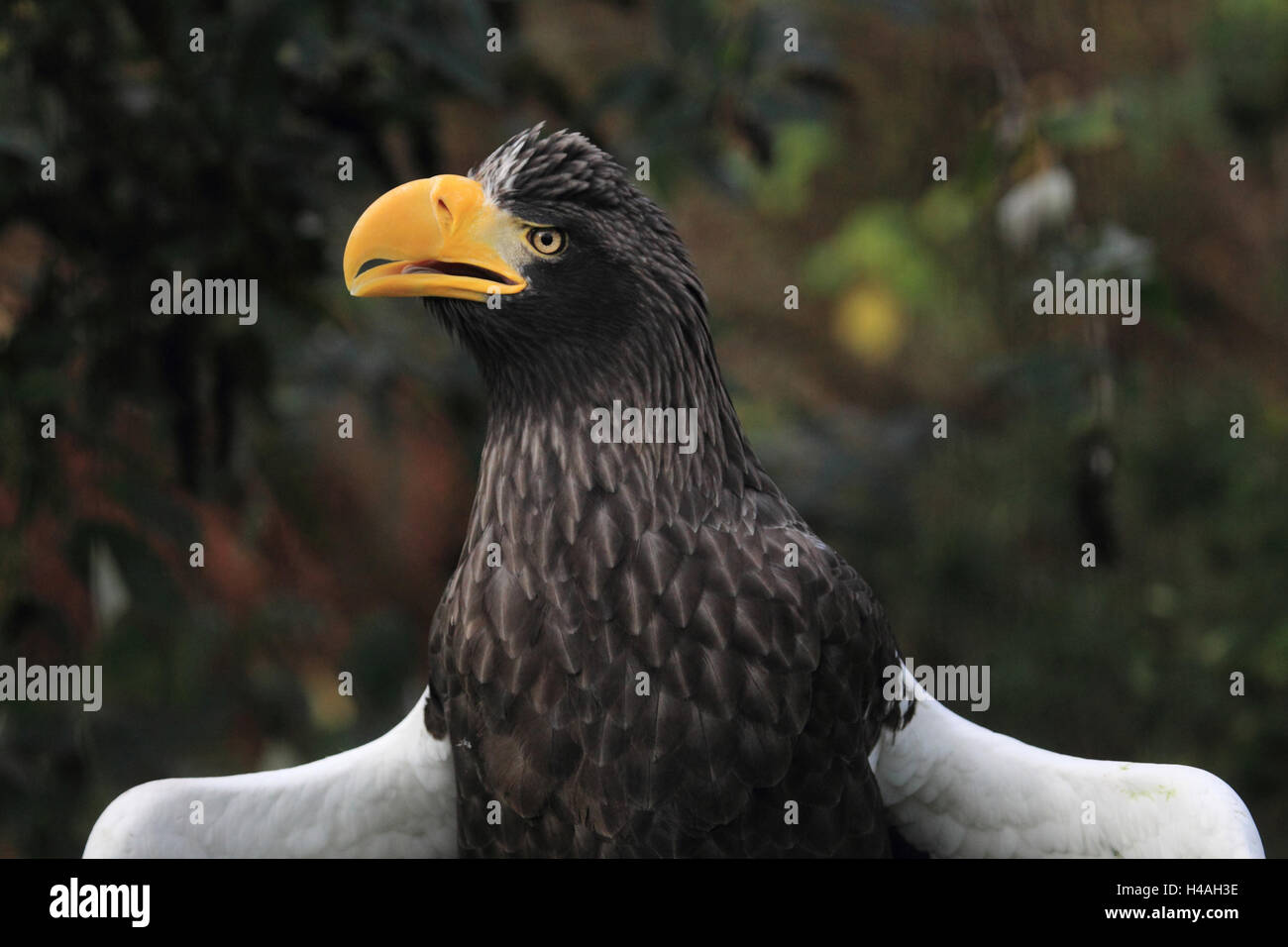 L'aigle de mer de Steller, Haliaeetus pelagicus Banque D'Images