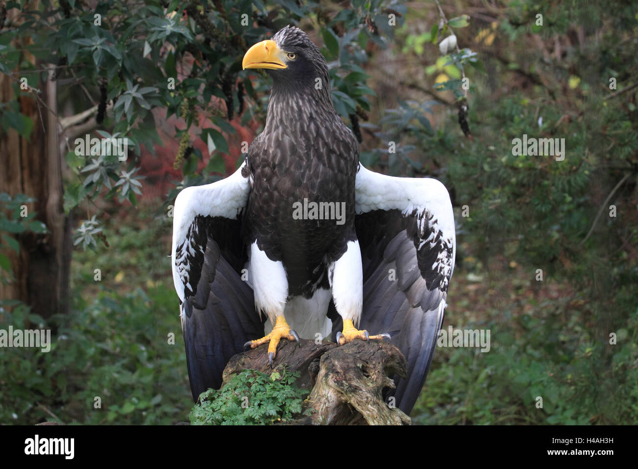 L'aigle de mer de Steller, Haliaeetus pelagicus Banque D'Images