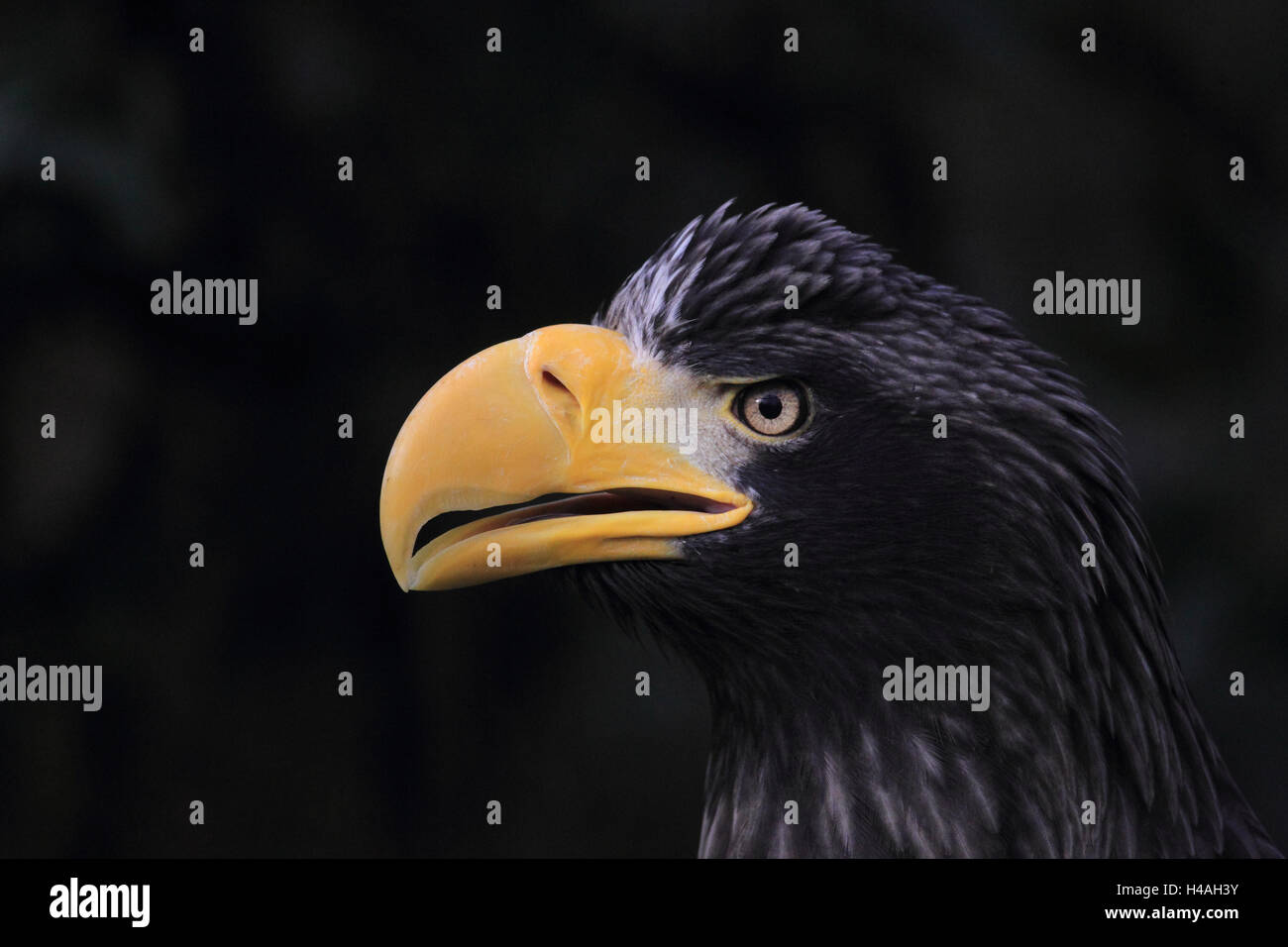 L'aigle de mer de Steller, Haliaeetus pelagicus Banque D'Images