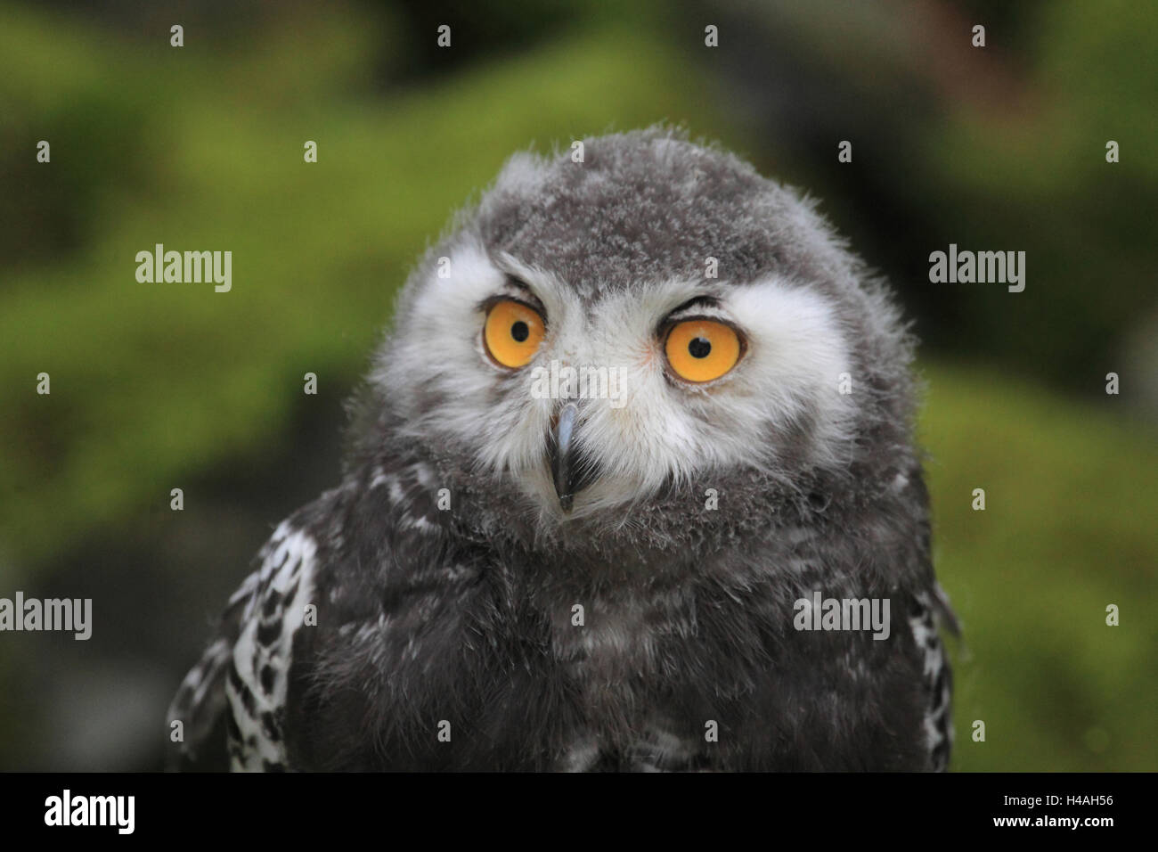 Harfang des neiges / Great White Owl, jeune animal, Bubo scandiacus Banque D'Images