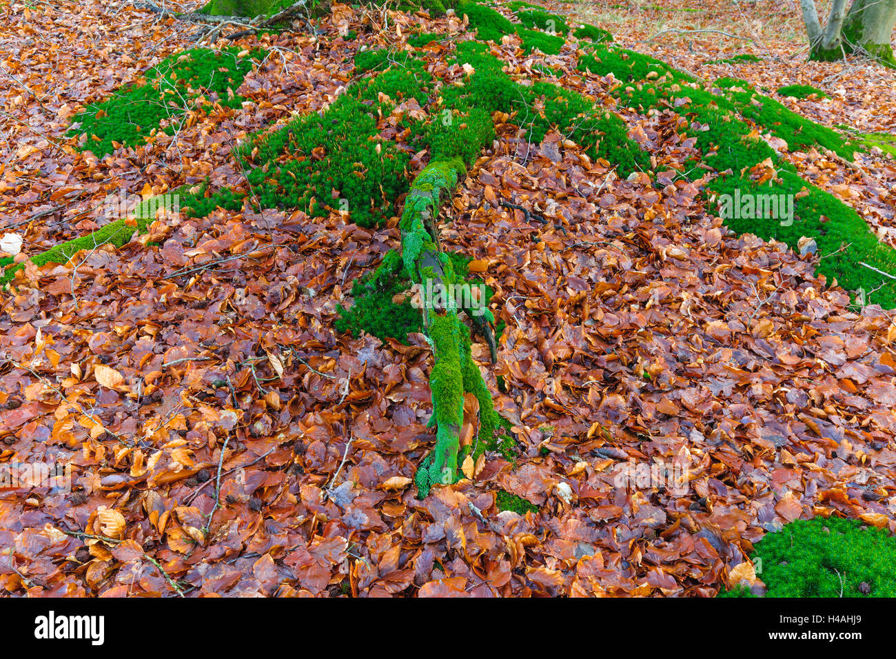 Racine de l'arbre couvert de mousse, de feuilles, de sol forestier Banque D'Images