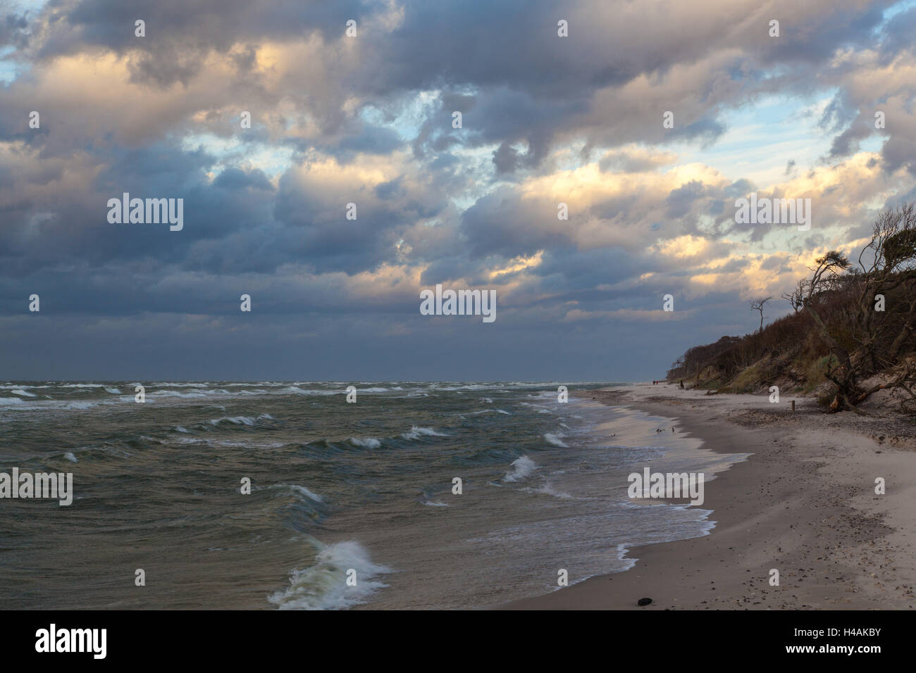 Sauvages naturelles de l'ouest sur la plage romantique Darß, Poméranie occidentale Lagoon Salon National Park, Mecklembourg-Poméranie-Occidentale, Allemagne Banque D'Images