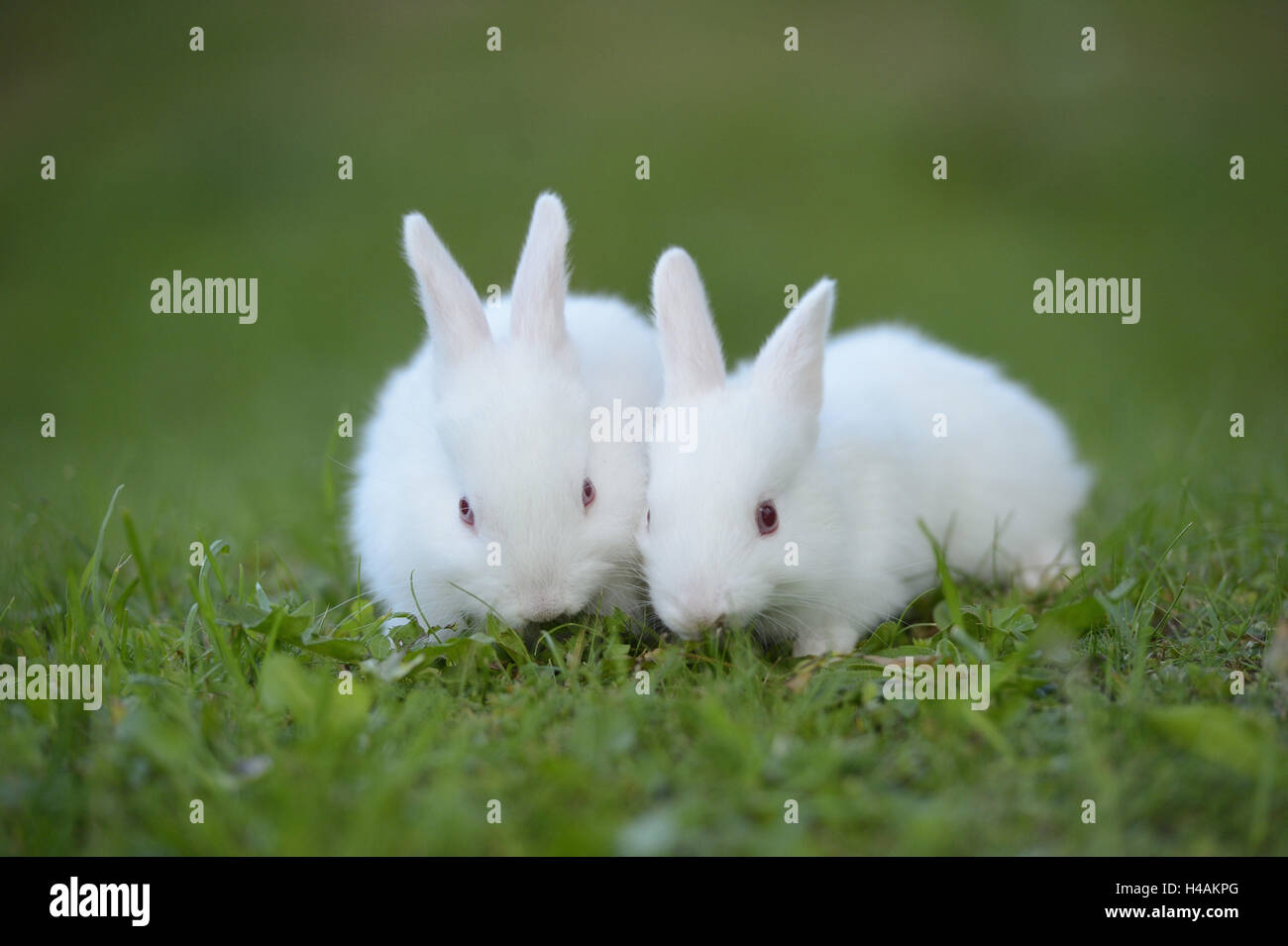 Les lapins domestiques, les jeunes animaux, blanc, meadow, frontale, assis, looking at camera, Banque D'Images