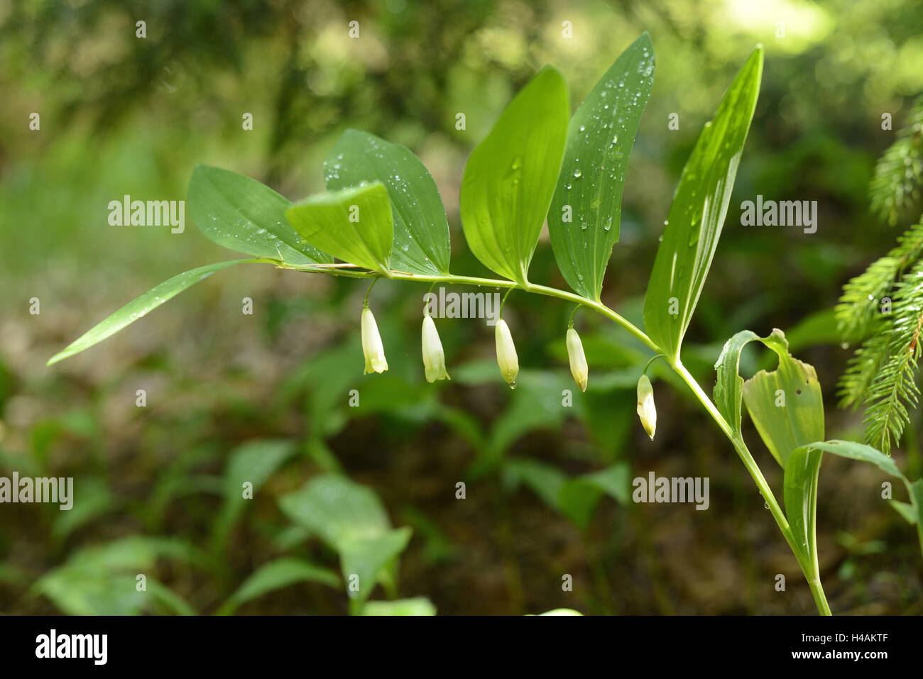 Polygonatum odoratum, Salomonssiegel réel, s'épanouir, Banque D'Images