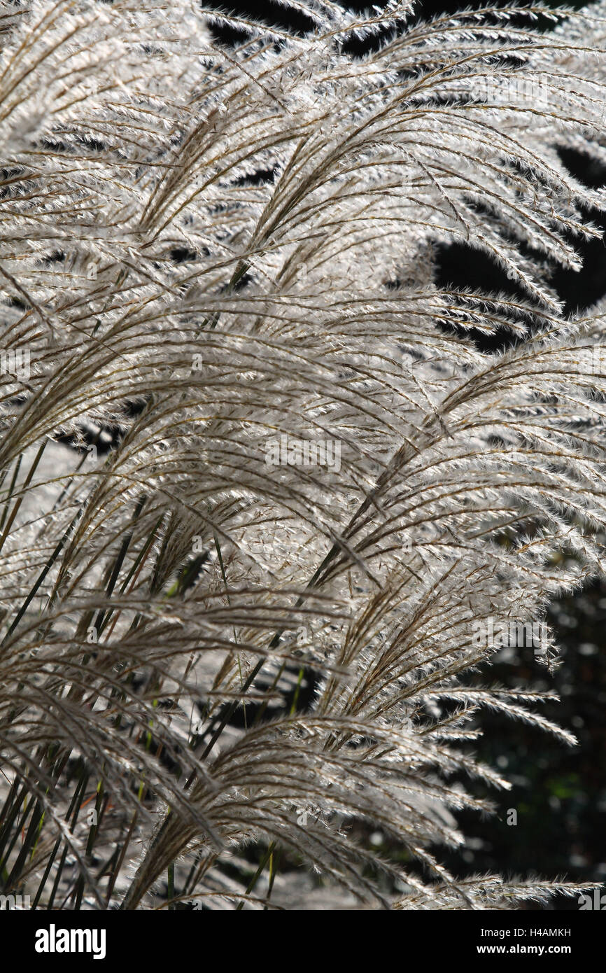 Chine reed, medium close-up, Banque D'Images