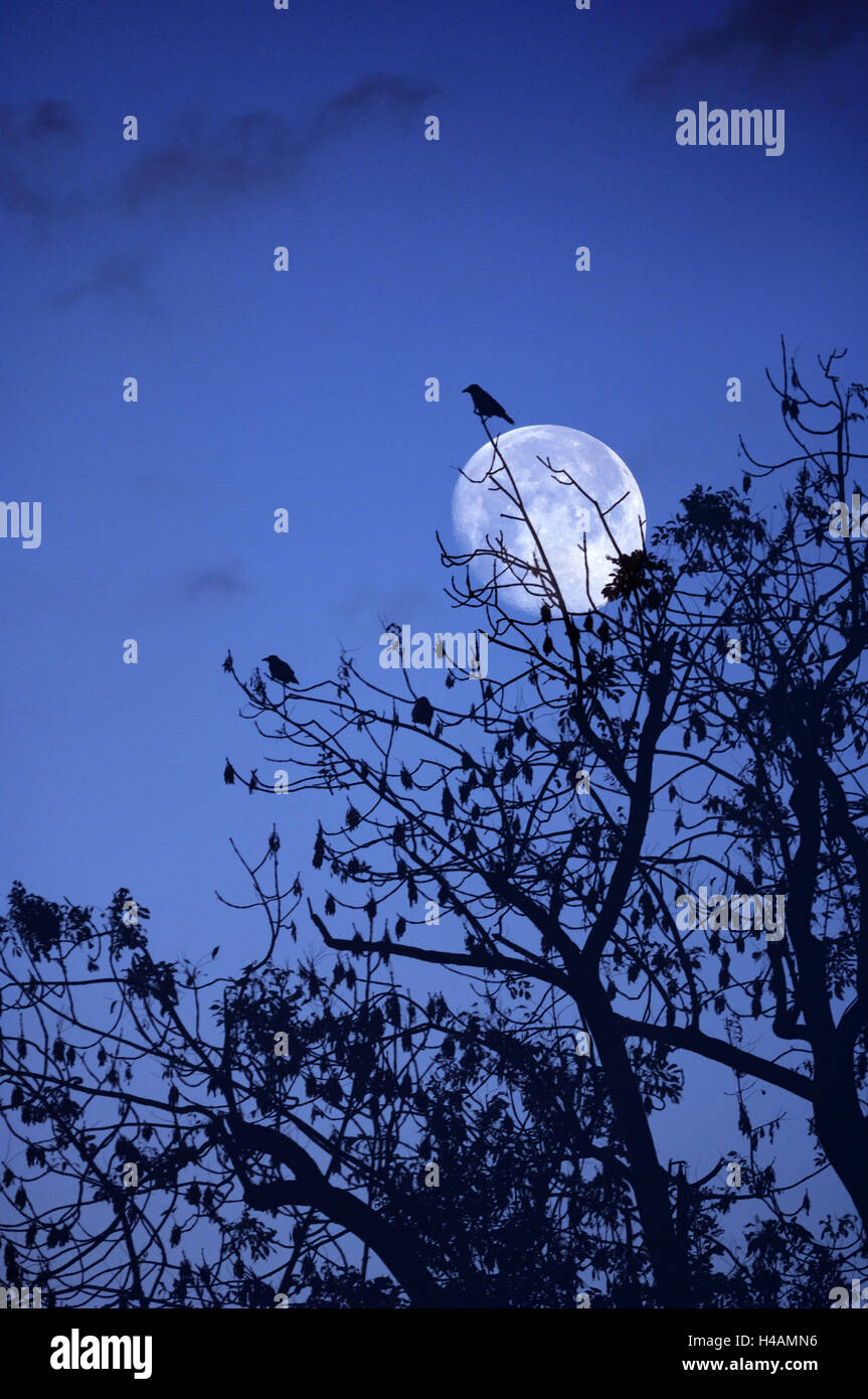 Les oiseaux, les corneilles, d'ossature, de nuit, de la lune, (M), Banque D'Images