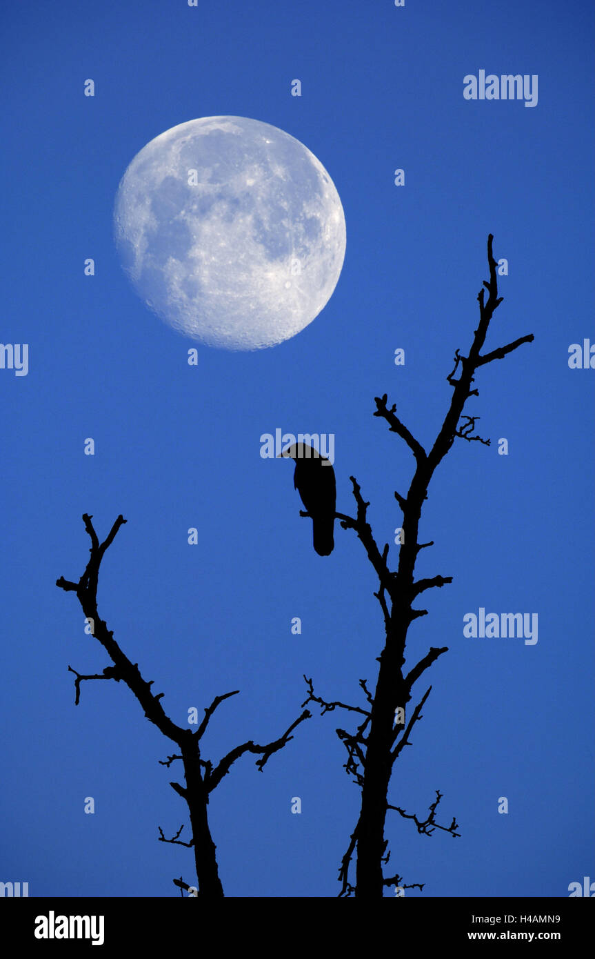 Vogel, Crow, arbre, silhouette, de nuit, de la lune, (M), Banque D'Images