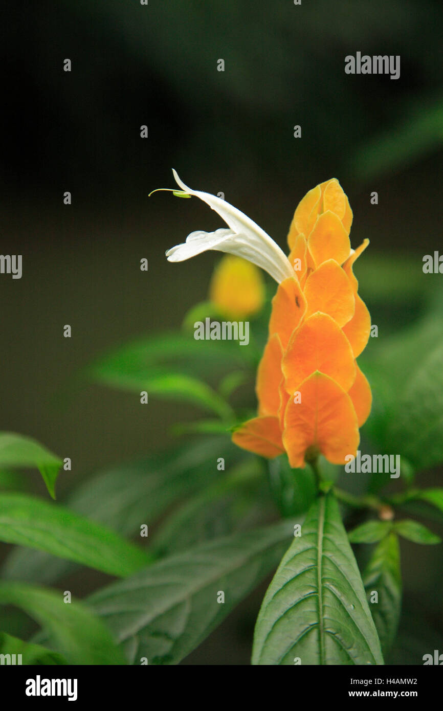 Brésil, Rio de Janeiro, le jardin botanique, oreilles d'or, Pachystachys lutea, détail, s'épanouir, d'Amérique du Sud, la destination, le lieu d'intérêts, jardin, parc, plantes, botanique, nature, tropical, exotique, orange, Banque D'Images