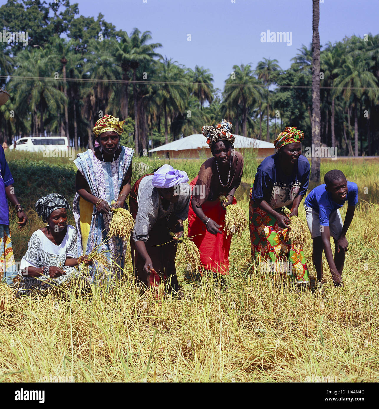 Sénégal, Casamance, champ, frapper les femmes, jeune, Reisernte, l'Afrique, l'Ouest, l'Afrique, la région de Casamance, l'économie, de l'agriculture, de déplacement de plus en plus, zone de déplacement, ouvriers agricoles, groupe, personne, sénégalais, la peau sombre, le travail, le travail dans les champs, les femmes Diola, les travailleurs, la tribu Diola, manuellement, la récolte, Kopfbedecklung, traditionnellement, laborieusement, Banque D'Images