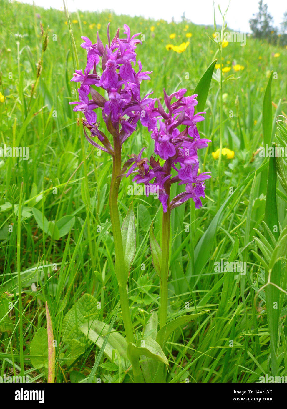 Orchis, orchidée domestique sur une prairie dans le Werdenfelser Land, à Garmisch-Partenkirchen, Banque D'Images