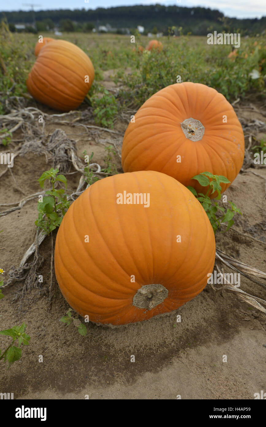 Champ de citrouilles, courges, Cucurbita pepo, Rhénanie-Palatinat, Allemagne, Banque D'Images