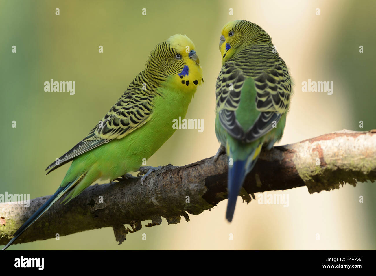 La Perruche ondulée, Melopsittacus undulatus, Banque D'Images