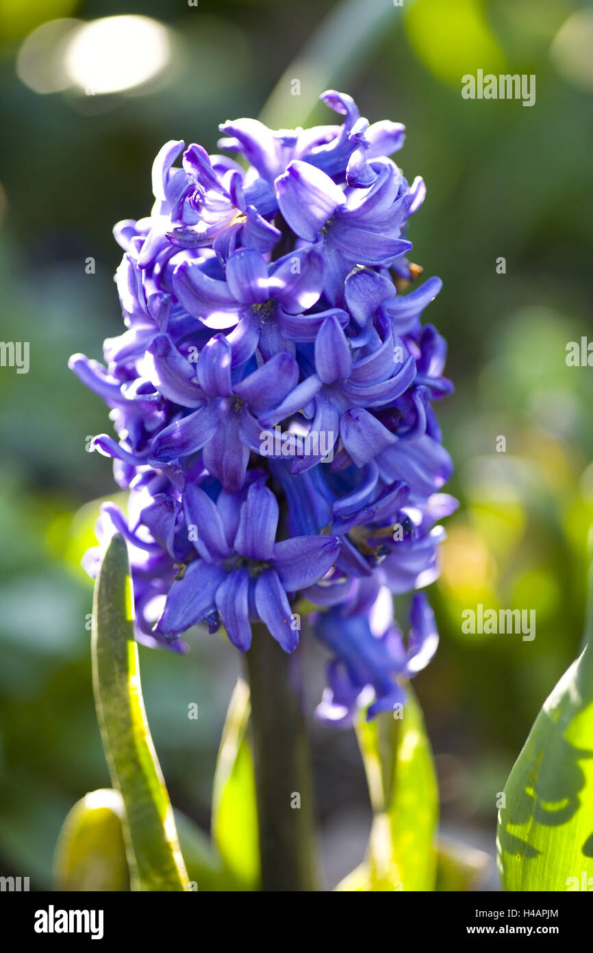 La jacinthe d'eau, bleu, medium close-up, Banque D'Images