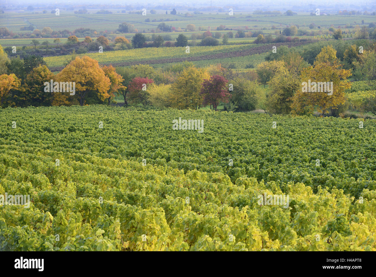 L'automne à l'Alsace, de la Forêt du Palatinat, vignoble, Gimmeldingen, Rhénanie-Palatinat, Allemagne, Banque D'Images