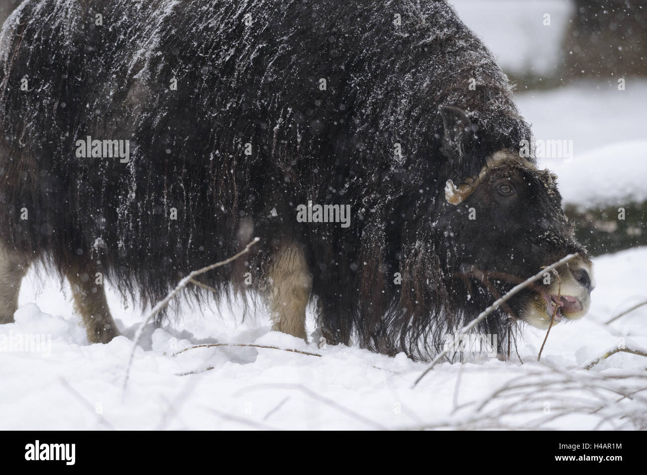 Le bœuf musqué, Ovibos moschatus, femmes, mangent de l'herbe, l'hiver, Banque D'Images