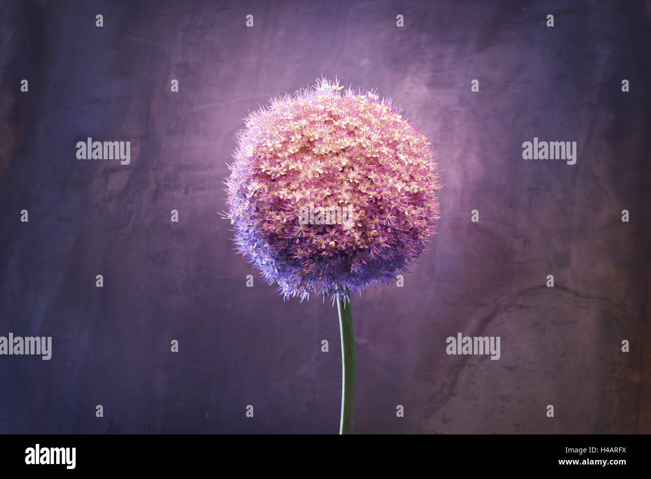 Allium, fleur, fleurs, nature morte, l'Allium giganteum, rose, Banque D'Images