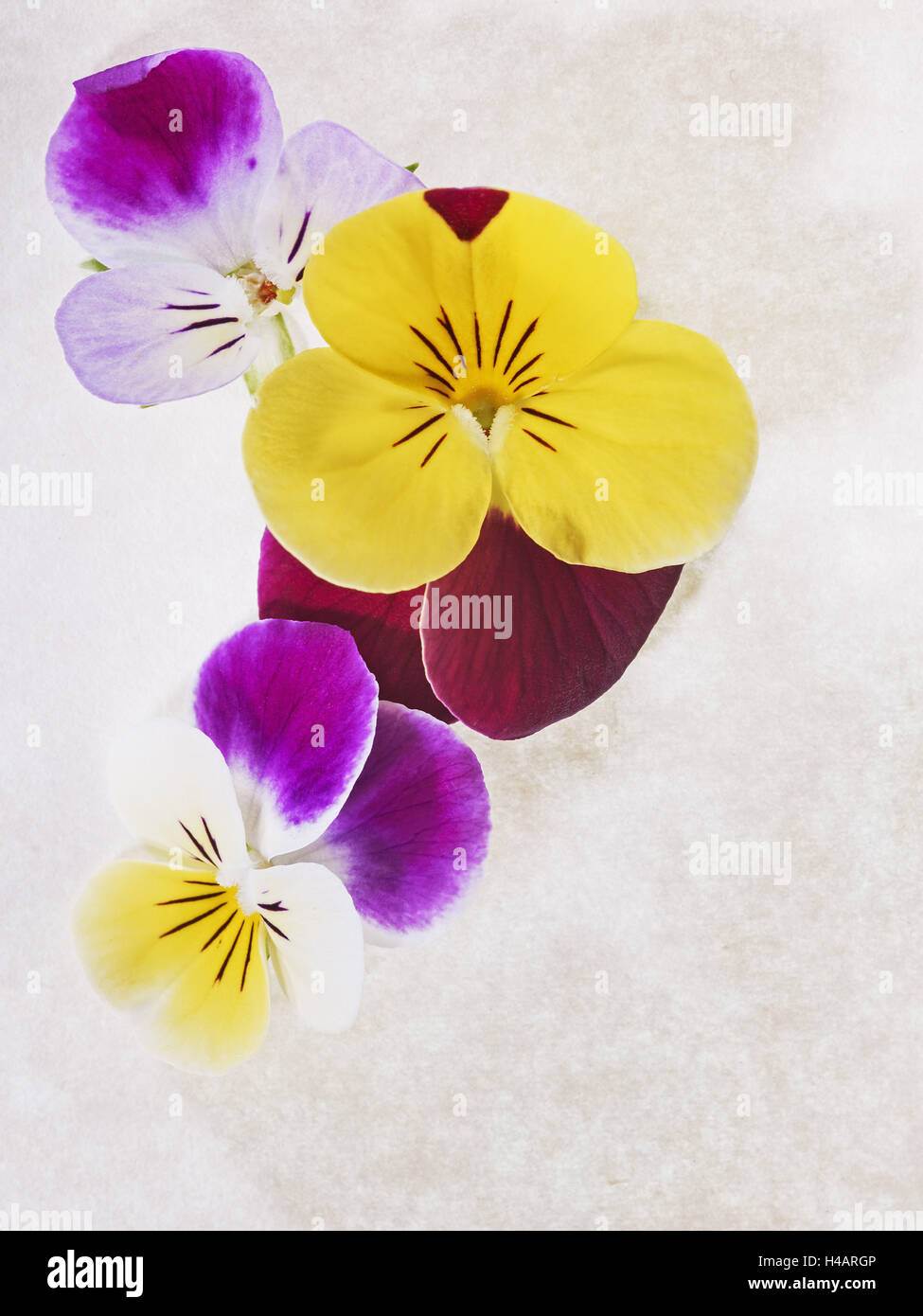 Horned violettes, violettes, viola cornuta, les fleurs, la couleur Banque D'Images