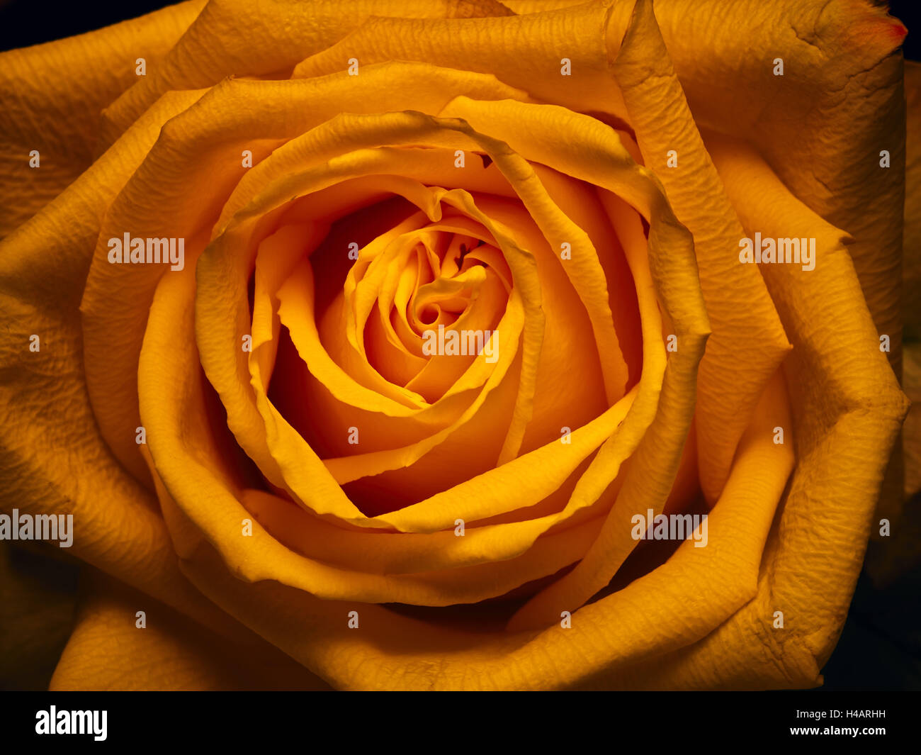 Rose, oranger, jaune, orange, close-up, Banque D'Images