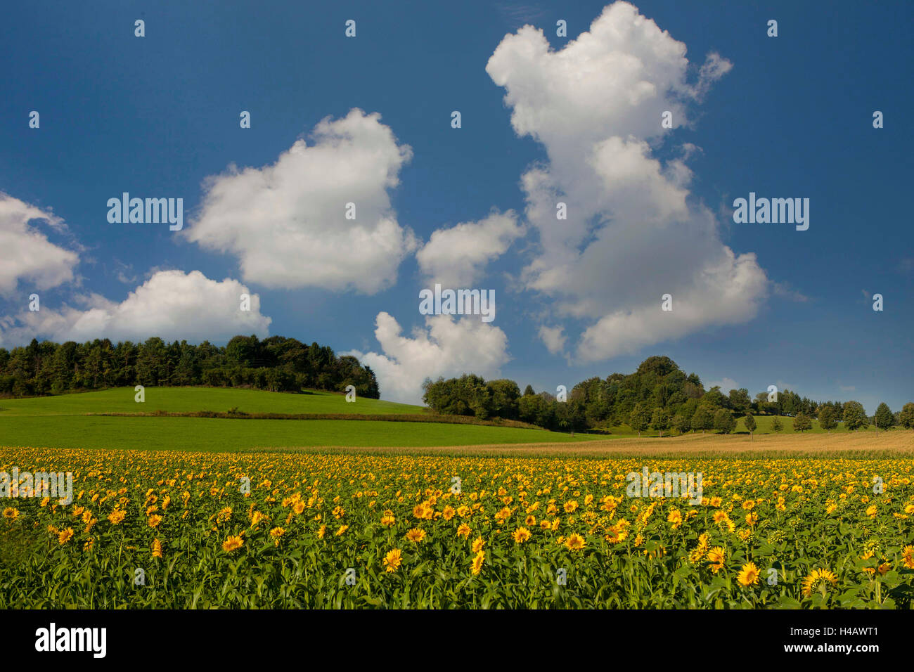 Allemagne, Bade-Wurtemberg, Jura souabe, paysage Banque D'Images