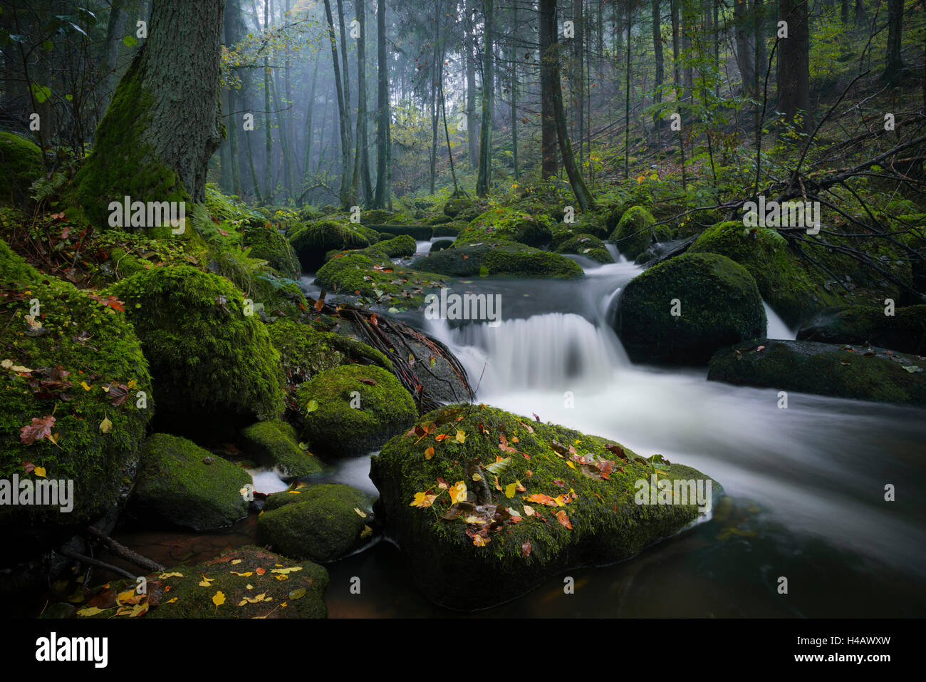 Germany, Bavaria, Palatinat, forêt, Osten, Brook, Moss, pierres, arbres, vert, Automne, couleurs, mystique, magique, conte de fées, paysages, brouillard, cours d'une rivière, couleur, feuilles, feuillage Banque D'Images