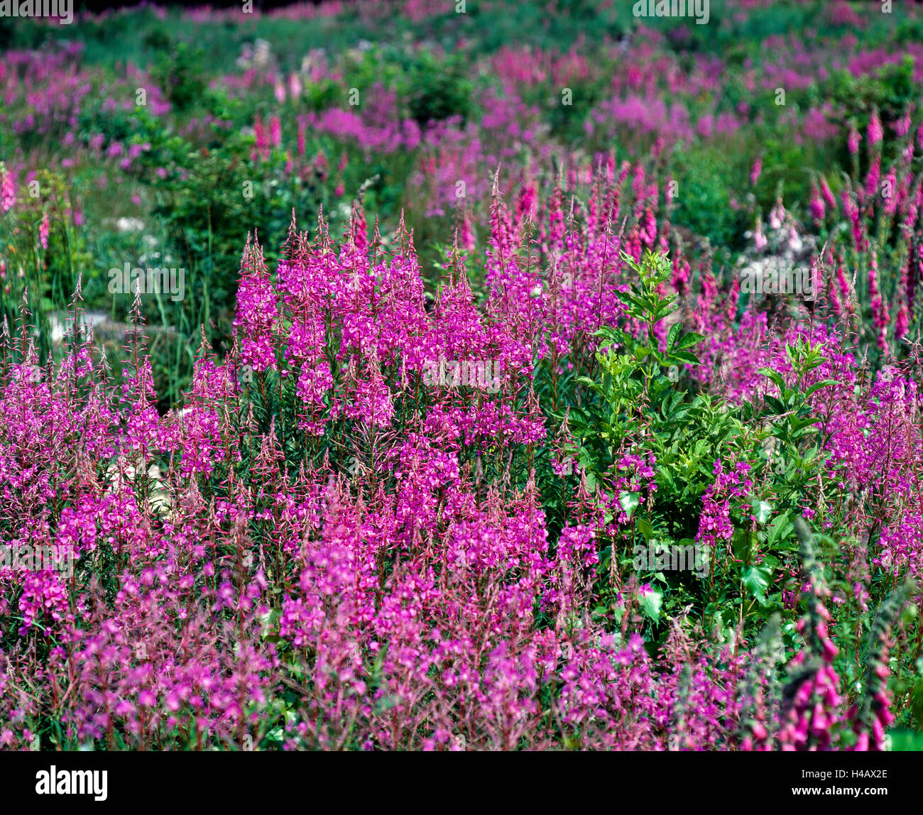 L'épilobe, Epilobium angustifolium, Banque D'Images