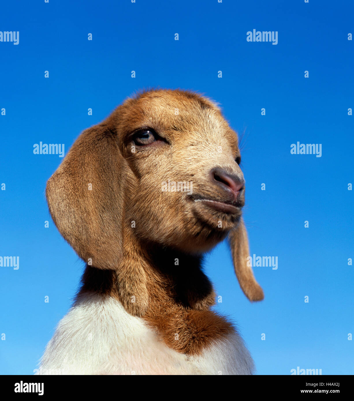 Agneau de la chèvre Boer, portrait Banque D'Images